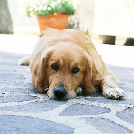 I Fiori Di Margherita Luxury Bed & Breakfast