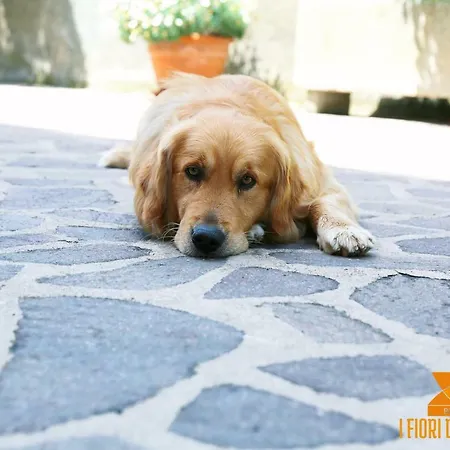 Frühstückspension I Fiori Di Margherita Luxury