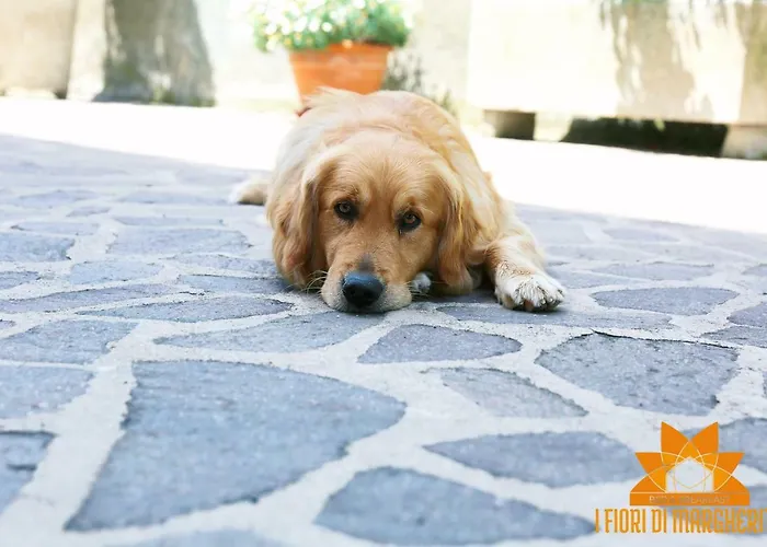 Bed & Breakfast I Fiori Di Margherita Luxury